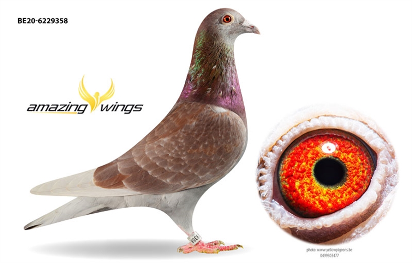 AmazingWings Auction 28) Wilson