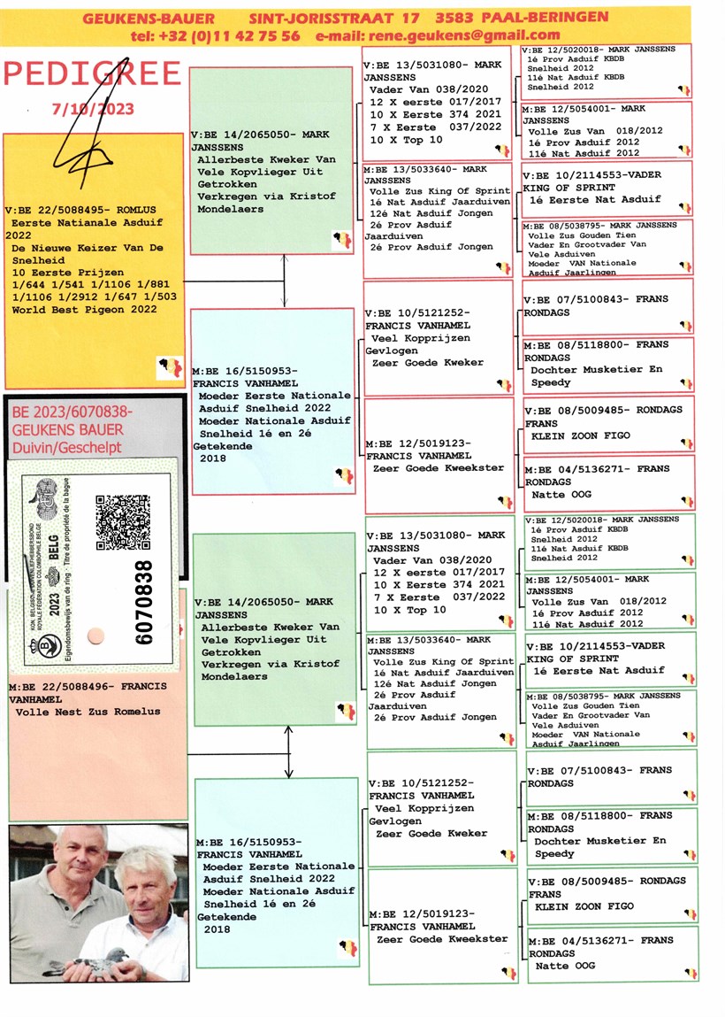 AmazingWings Auction 01) ROMULUS JUNIOR