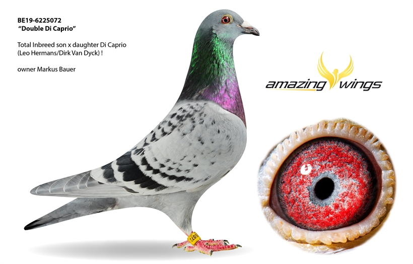 AmazingWings Auction 05) THE BEST LADY 887