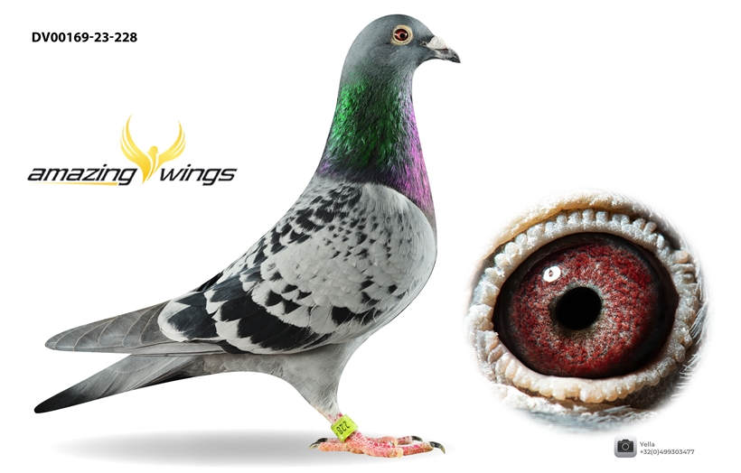 Amazing-Wings Auction - 04) Murphy's Boy